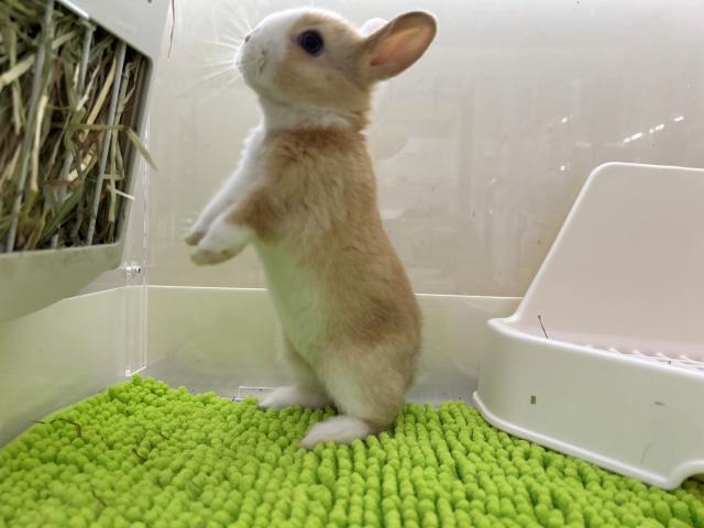 ネザーランドドワーフ