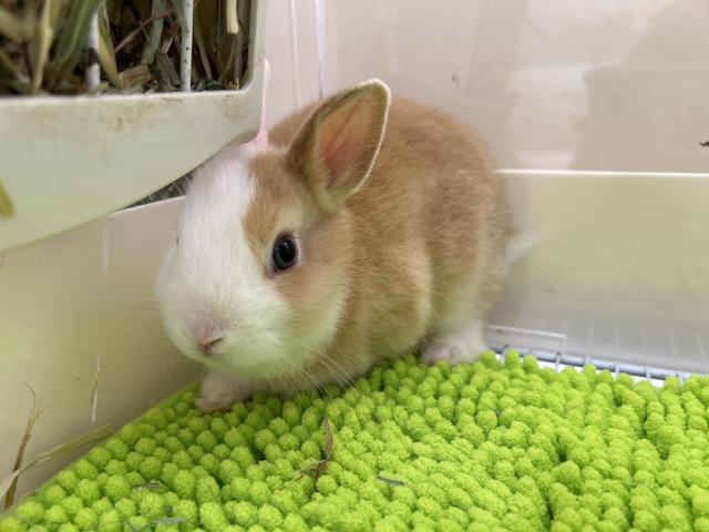 ネザーランドドワーフ