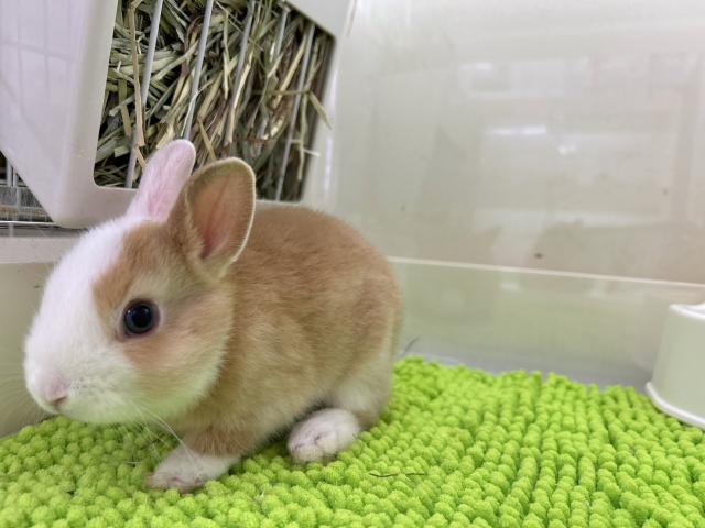 ネザーランドドワーフ