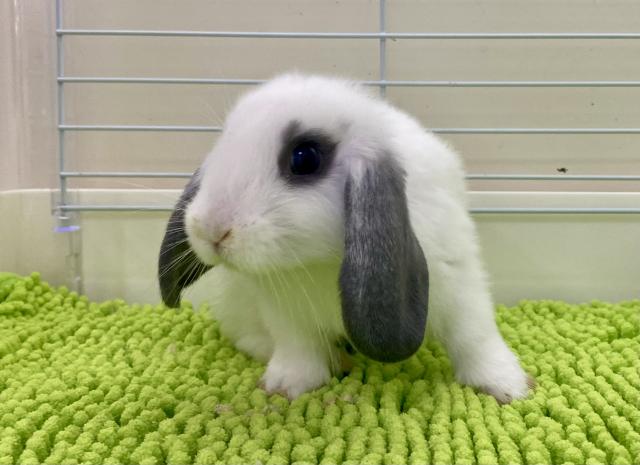 ホーランドロップ