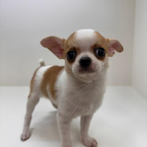 チワワ（スムースコート）