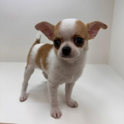 チワワ（スムースコート）