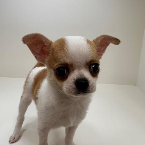 チワワ（スムースコート）