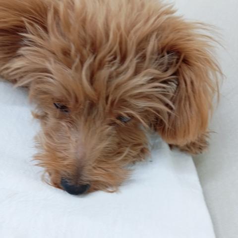 富山県のポメプー(ポメラニアン×プードル) (ペットアミ宮野店/2025年5月31日生まれ/男の子/レッド)の子犬の4枚目の画像