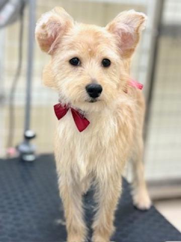 ハーフ(ポメラニアン×プードル)