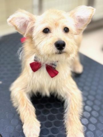 ハーフ(ポメラニアン×プードル)