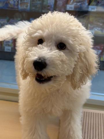 三重県のスタンダードプードル (ペットアミ 松阪店/2025年8月17日生まれ/女の子/クリーム)の子犬の3枚目の画像