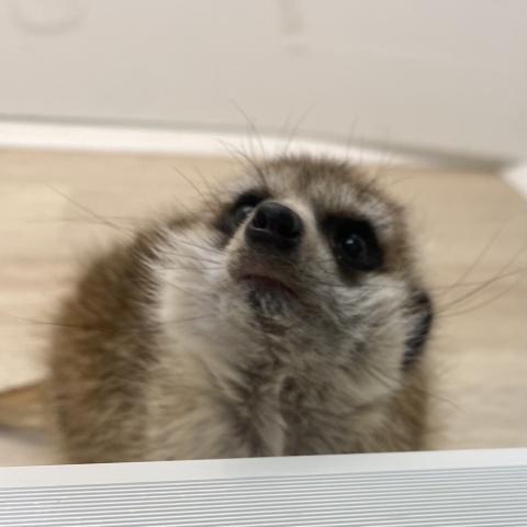 ミーアキャット