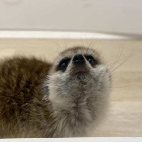 ミーアキャット