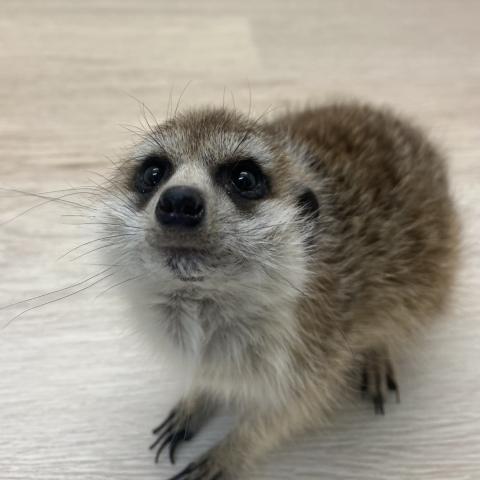 ミーアキャット