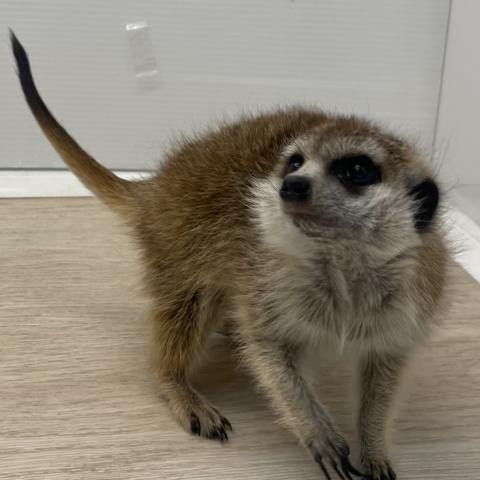 ミーアキャット