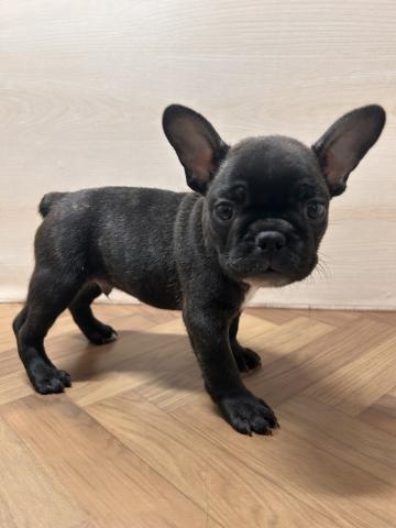 フレンチブルドッグ