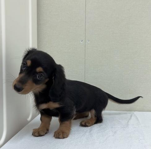 ミニチュアダックスフンド