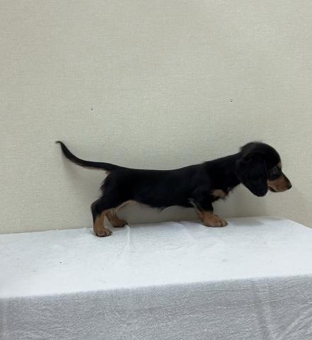 ミニチュアダックスフンド