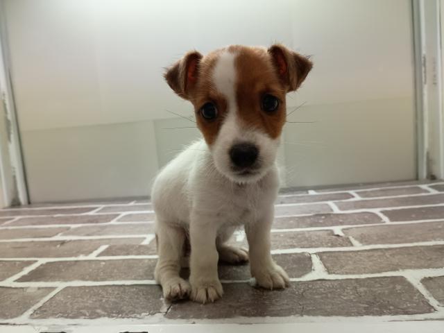 福島県のジャックラッセルテリア (ペットアミ 安達店/2025年8月1日生まれ/女の子/ブラウンタンホワイト)の子犬