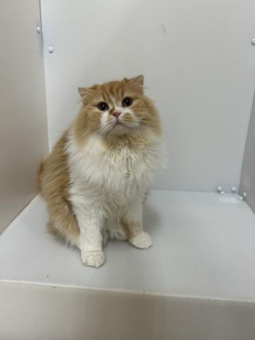 スコティッシュフォールド