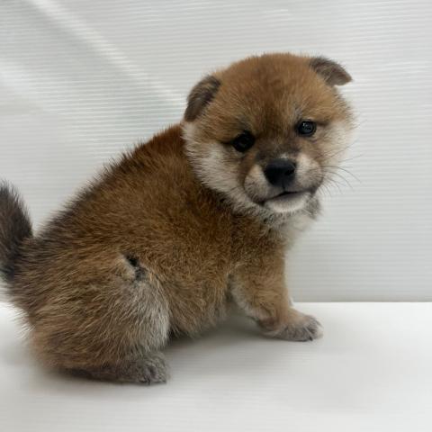 和歌山県の柴犬(標準サイズ) (ペットアミ 岩出店/2025年9月19日生まれ/男の子/赤)の子犬の3枚目の画像