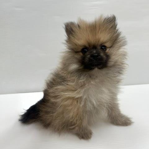 ポメラニアン