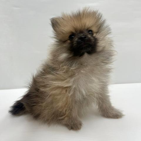 ポメラニアン