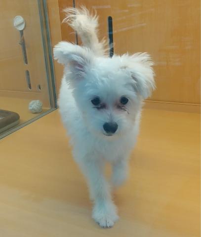 新潟県のポメプー(ポメラニアン×プードル) (ペットアミ 六日町店/2025年7月6日生まれ/男の子/クリーム)の子犬の2枚目の画像