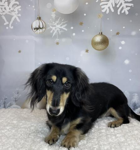 ミニチュアダックスフンド