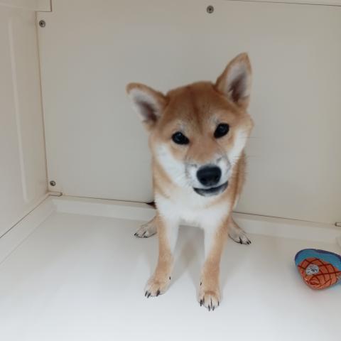 富山県の柴犬(標準サイズ) (ペットアミ宮野店/2025年7月13日生まれ/男の子/赤)の子犬の2枚目の画像