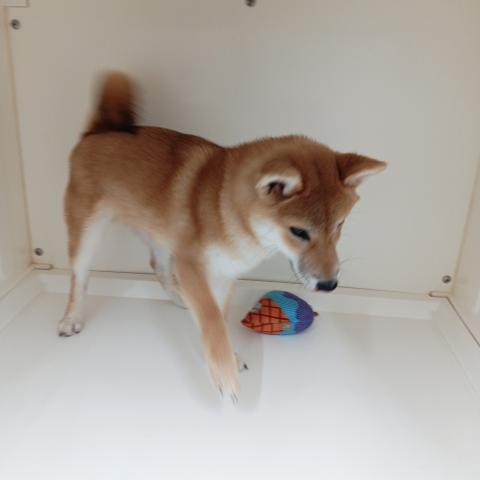 富山県の柴犬(標準サイズ) (ペットアミ宮野店/2025年7月13日生まれ/男の子/赤)の子犬の3枚目の画像