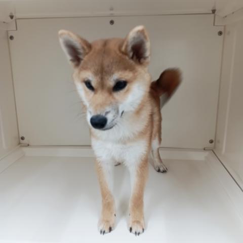 富山県の柴犬(標準サイズ) (ペットアミ宮野店/2025年7月13日生まれ/男の子/赤)の子犬の4枚目の画像