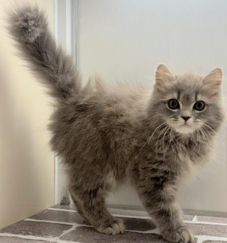 福島県のスコティッシュフォールド (ペットアミ 安達店/2025年9月18日生まれ/男の子/ブルータビー)の子猫の1枚目の画像