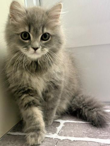 福島県のスコティッシュフォールド (ペットアミ 安達店/2025年9月18日生まれ/男の子/ブルータビー)の子猫の2枚目の画像