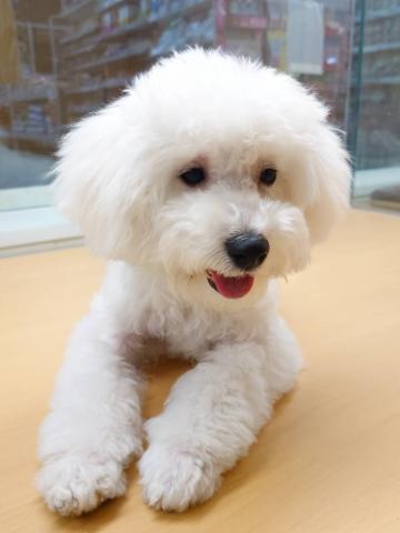 ビションフリーゼ