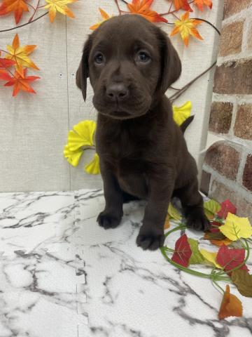 ラブラドールレトリーバー