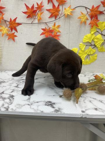 秋田県のラブラドールレトリーバー (ペットアミ 能代東インター店/2025年9月20日生まれ/女の子/チョコレート)の子犬の4枚目の画像