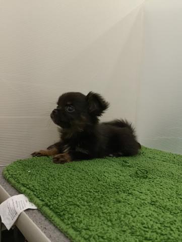 秋田県のハーフ犬・ミックス犬 (ペットアミ 本荘インター店/2025年9月8日生まれ/男の子/ブラックタン)の子犬の1枚目の画像