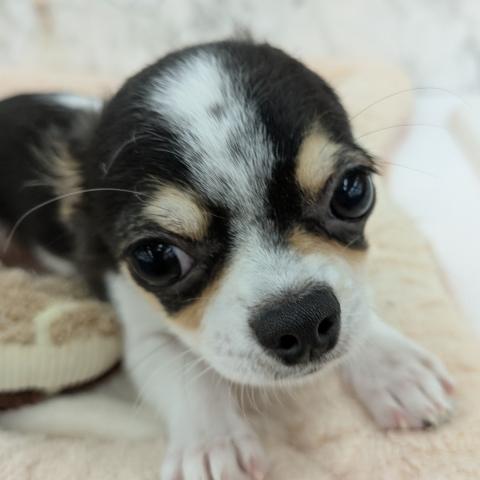 埼玉県のチワワ(ロング) (NICO PET 三郷店/2025年6月15日生まれ/男の子/ホワイトブラックタン)の子犬の2枚目の画像