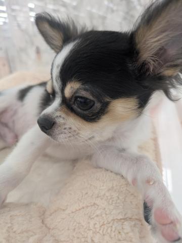 埼玉県のチワワ(ロング) (NICO PET 三郷店/2025年6月15日生まれ/男の子/ホワイトブラックタン)の子犬の3枚目の画像