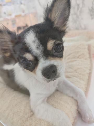 埼玉県のチワワ(ロング) (NICO PET 三郷店/2025年6月15日生まれ/男の子/ホワイトブラックタン)の子犬の4枚目の画像