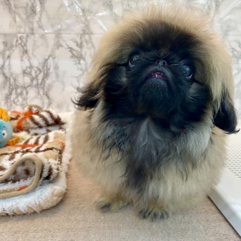 埼玉県のペキニーズ (NICO PET 三郷店/2025年7月9日生まれ/男の子/フォーン)の子犬の3枚目の画像