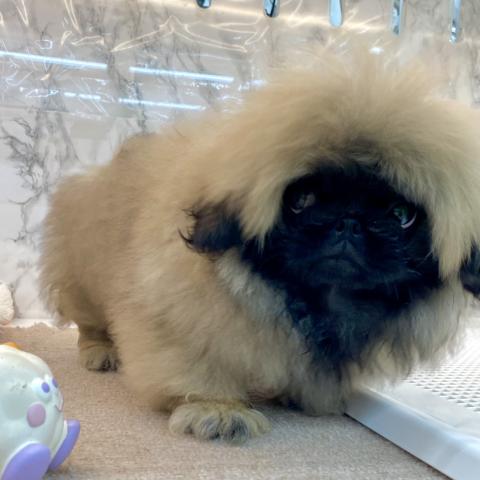 埼玉県のペキニーズ (NICO PET 三郷店/2025年7月9日生まれ/男の子/フォーン)の子犬の4枚目の画像