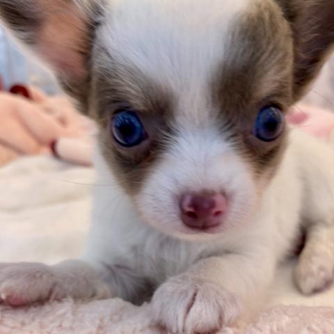 埼玉県のチワワ(ロング) (NICO PET 三郷店/2025年8月1日生まれ/女の子/イザベラタンホワイト)の子犬の4枚目の画像