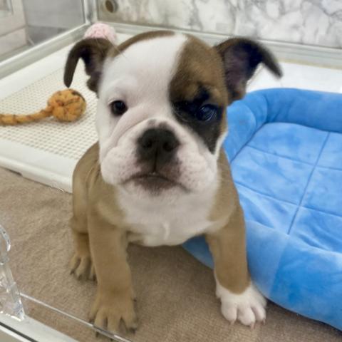 埼玉県のブルドッグ (NICO PET 三郷店/2025年8月10日生まれ/男の子/レッドホワイト)の子犬の2枚目の画像