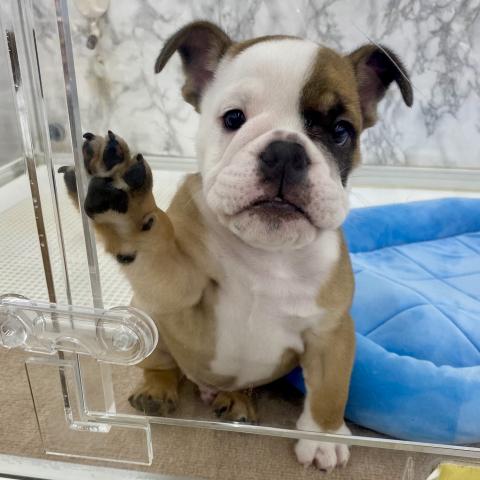 埼玉県のブルドッグ (NICO PET 三郷店/2025年8月10日生まれ/男の子/レッドホワイト)の子犬の3枚目の画像