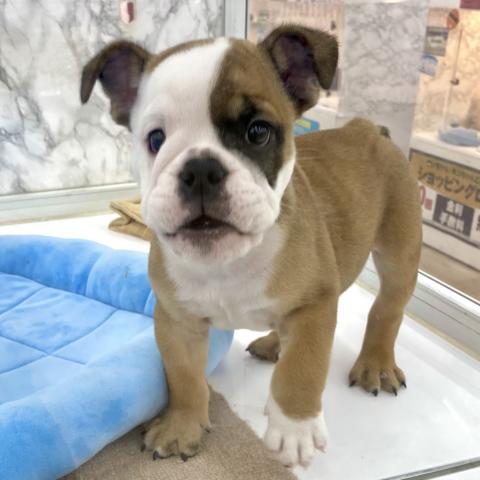 埼玉県のブルドッグ (NICO PET 三郷店/2025年8月10日生まれ/男の子/レッドホワイト)の子犬の4枚目の画像