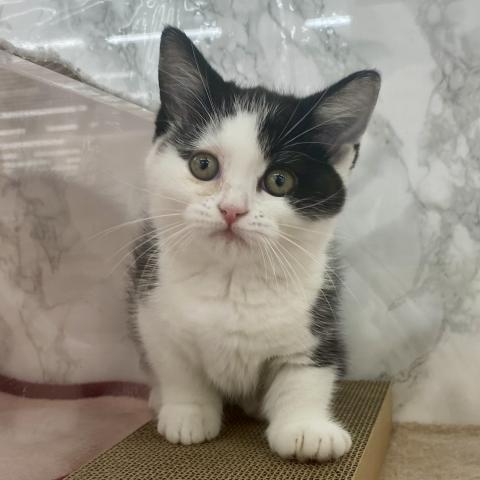 埼玉県のマンチカン (NICO PET 三郷店/2025年8月8日生まれ/女の子/ブラックホワイト)の子猫の2枚目の画像