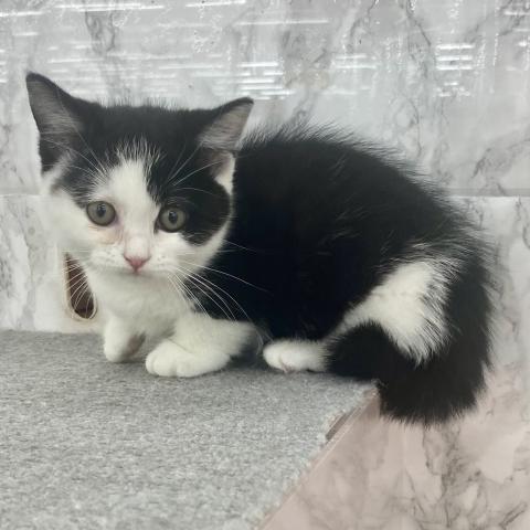 埼玉県のマンチカン (NICO PET 三郷店/2025年8月8日生まれ/女の子/ブラックホワイト)の子猫の3枚目の画像