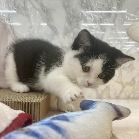 埼玉県のマンチカン (NICO PET 三郷店/2025年8月8日生まれ/女の子/ブラックホワイト)の子猫の4枚目の画像