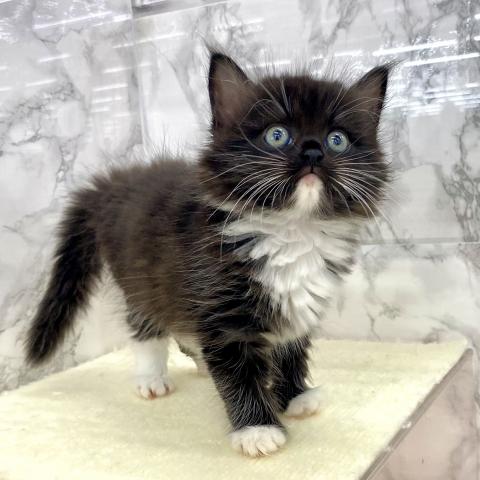 埼玉県のハーフ猫・ミックス猫 (NICO PET 三郷店/2025年8月8日生まれ/女の子/ブラックホワイト)の子猫の2枚目の画像