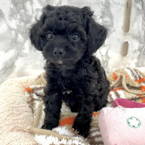 埼玉県のチワプー/プーチー(チワワ×プードル) (NICO PET 三郷店/2025年8月8日生まれ/男の子/その他色)の子犬の2枚目の画像