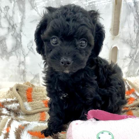 埼玉県のチワプー/プーチー(チワワ×プードル) (NICO PET 三郷店/2025年8月8日生まれ/男の子/その他色)の子犬の3枚目の画像