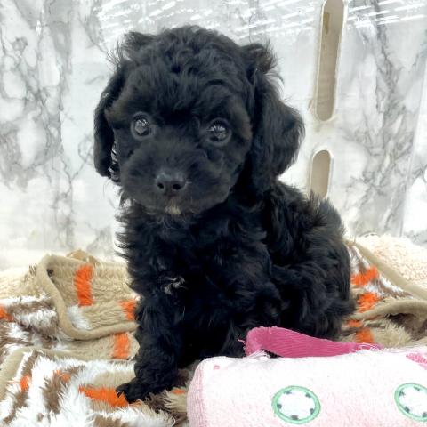 埼玉県のチワプー/プーチー(チワワ×プードル) (NICO PET 三郷店/2025年8月8日生まれ/男の子/その他色)の子犬の4枚目の画像